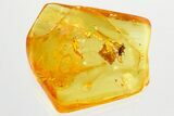 Detailed Fossil Long-Legged Fly (Dolichopodidae) in Baltic Amber #357793-1